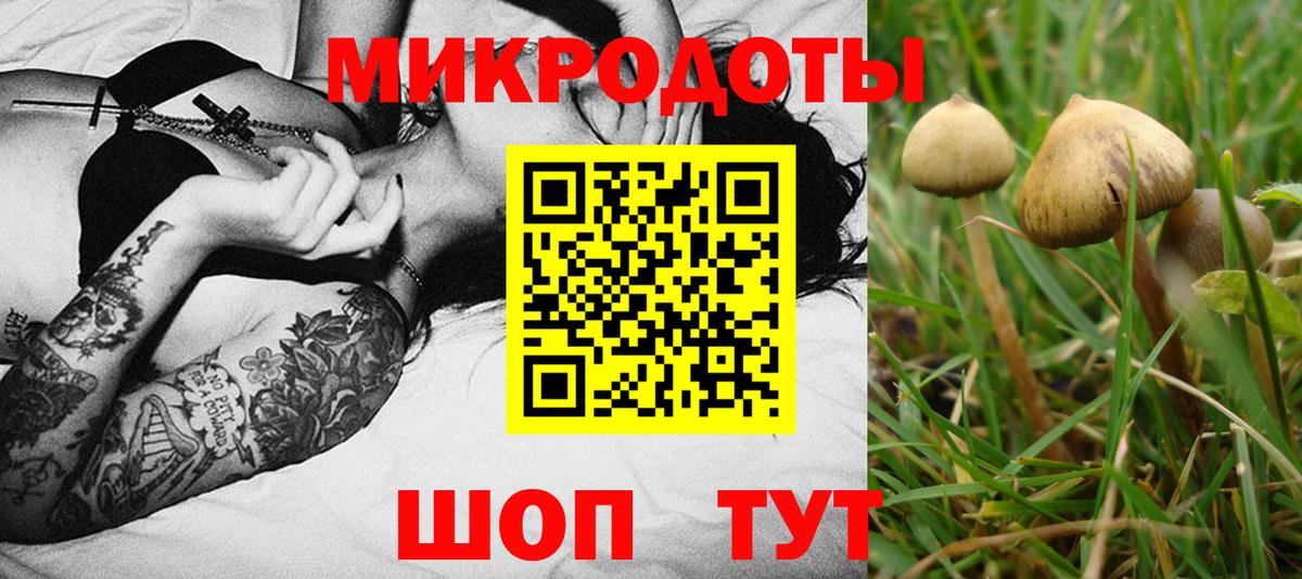 Псилоцибиновые грибы Psilocybe Заволжье